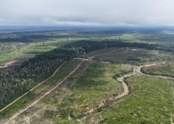 Desmatamento cai 14,6% no Amazonas em 2025, aponta levantamento