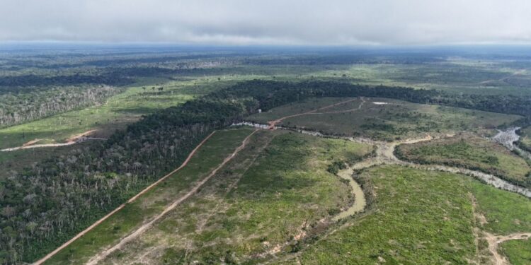 Desmatamento cai 14,6% no Amazonas em 2025, aponta levantamento