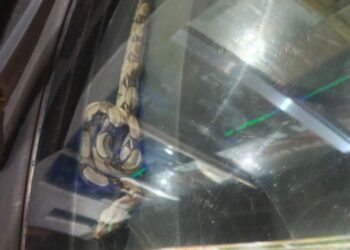 Motorista encontra cobra dentro de painel de carro em Manaus