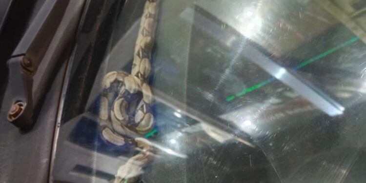 Motorista encontra cobra dentro de painel de carro em Manaus