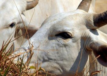 União Europeia veta compra de carne brasileira a partir de setembro