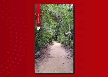 Semana do Meio Ambiente: Musa oferece oficinas, minicursos e exposições gratuitas em Manaus