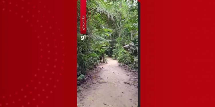 Semana do Meio Ambiente: Musa oferece oficinas, minicursos e exposições gratuitas em Manaus
