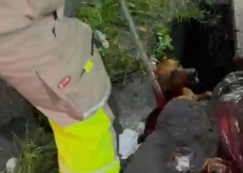 Cães brigam, caem em bueiro e são resgatados pelo Corpo de Bombeiros em Manaus