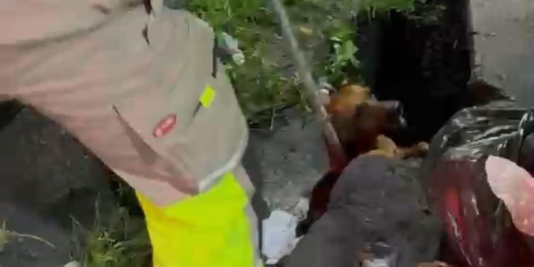 Cães brigam, caem em bueiro e são resgatados pelo Corpo de Bombeiros em Manaus