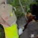 Cães brigam, caem em bueiro e são resgatados pelo Corpo de Bombeiros em Manaus